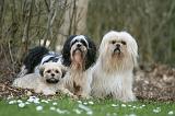 LHASSA APSO 193